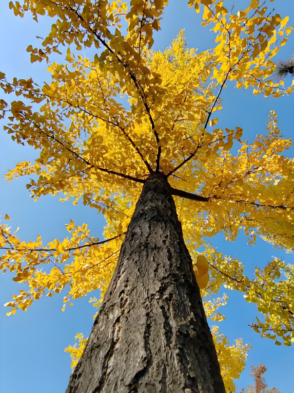 金秋致信：寰宇板材以質(zhì)踐諾，回饋每一份信賴